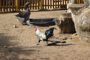 cock with colored feathers on the farm