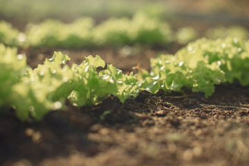 Young fresh green lettuce grows on the garden.