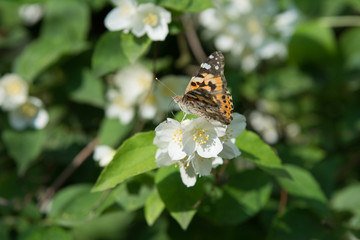 Vanessa cardui butterfly feeding on jasmine blossom - proboscis inside the flower - macro