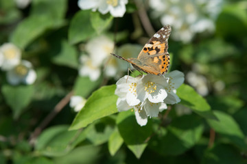Cosmopolitan butterfly feeding on jasmine blossom - proboscis inside the flower - macro