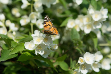 Cosmopolitan butterfly feeding on jasmine blossom - proboscis inside the flower - macro