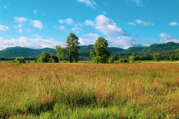 Obraz premium Spring Meadow 2