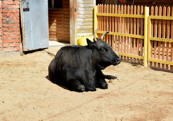 buffalo in stable