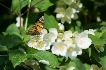 Obraz premium Cosmopolitan butterfly feeding on jasmine blossom - antennae bent down - macro