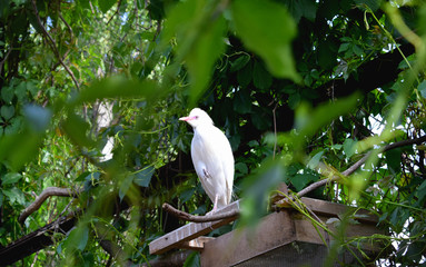 exotic birds in the zoo