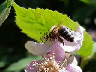 Biene auf der Blüte einer Brombeere