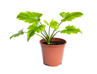 Young plant of Philodendron in a flower pot isolated on white background
