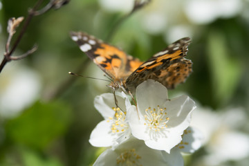Cosmopoilitan butterfly feeding on jasmine blossom - macro