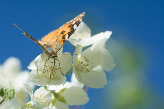 Vanessa cardui butterfly feeding on jasmine blossom - macro on blue sky background