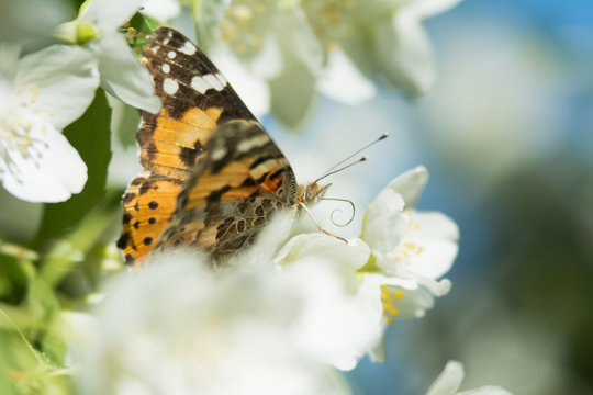 Vanessa cardui butterfly feeding on jasmine blossom - macro with proboscis extending - side view