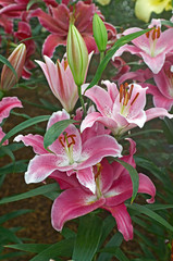 Close up of Hybrid Lily 'Craganmore' in a flower border