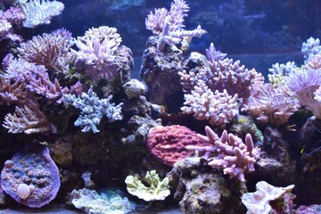 Naklejka na ściany i meble coral and fishes