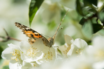 Vanessa cardui butterfly feeding on jasmine blossom - macro - front view
