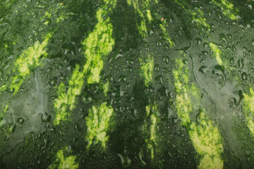fresh green watermelon with water drops background