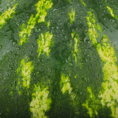 fresh green watermelon with water drops background