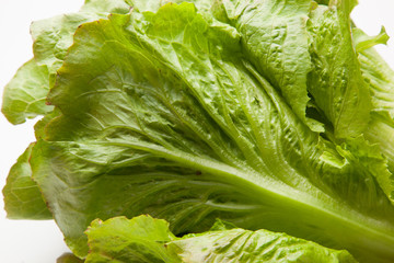 La Lechuga es un alimento que se puede comer en ensaladas acompañada de tomate, pepino, cebolla...