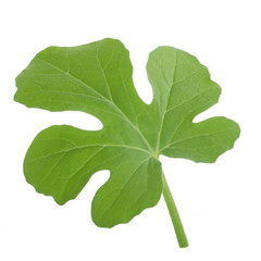 fresh green leaf of watermelon isolated on white background