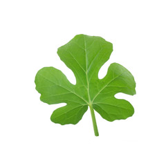 fresh green leaf of watermelon isolated on white background