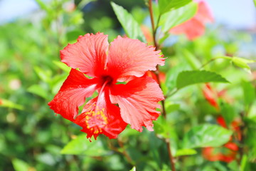 ハワイ　オアフ島の代表的な花　赤いハイビスカス