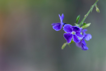 Duranta repens beautiful purple flower in the garden, Golden dewdrop, Japanese.