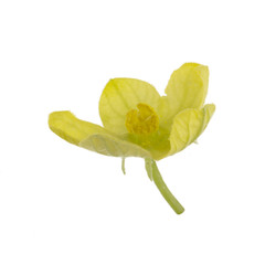 fresh yellow flower of watermelon isolated on white background