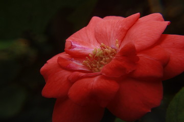 Beautiful rose flower