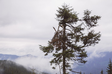 foggy landscape in the wild Carpathian mountains