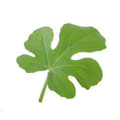 fresh green leaf of watermelon isolated on white background
