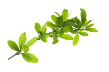branch with leaves of barberry isolated on white background