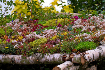The roof of a garden shelter planted and covered with assorted Sedums - obrazy, fototapety, plakaty