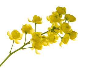 branch with yellow barberry flowers isolated on white background