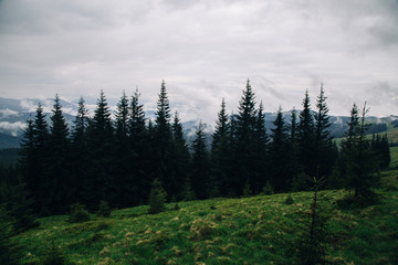 foggy landscape in the wild Carpathian mountains