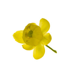 yellow flower of barberry isolated on white background