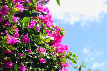 ハワイ　オアフ島の美しい花　ピンク色のブーゲンビリア