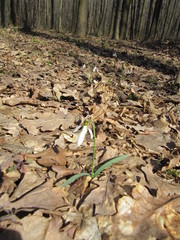 snowdrop blooms in the forest