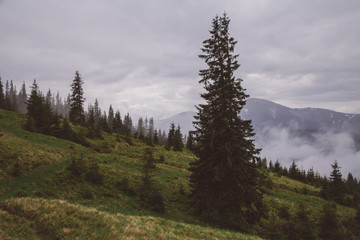 foggy landscape in the wild Carpathian mountains