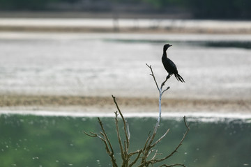 Great cormorant or Phalacrocorax carbo stay on the tree branch.