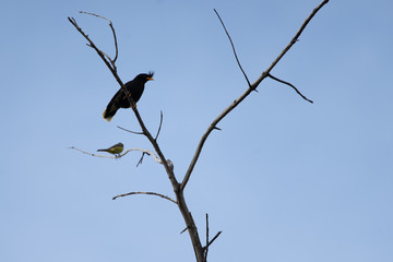 White-vented Myna on tree branch with blue sky.