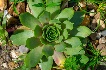 green plant in the garden