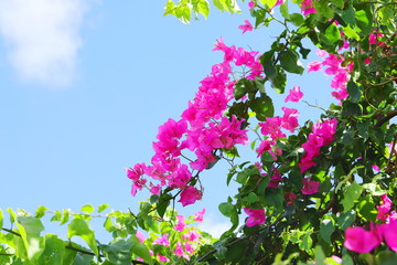 ハワイ　オアフ島の美しい花　ピンク色のブーゲンビリア