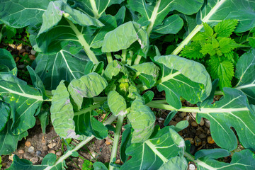 green plants in the garden