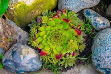 succulents in the garden