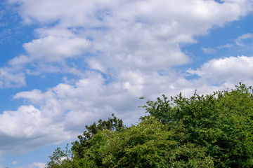trees and blue sky