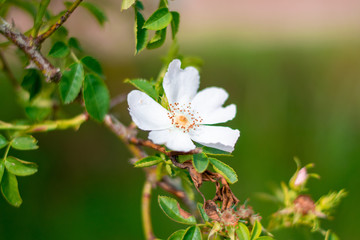 white flowers on green background