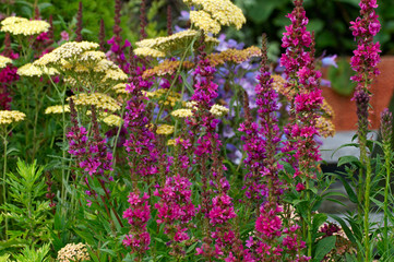 Colourful border with Lythrum salicaria 'Robert' in close up