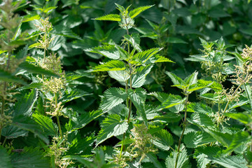 stinging nettles