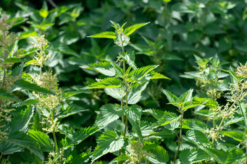 stingers and nettles