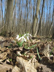 snowdrop blooms in the forest