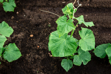 Young cucumbers growing in spring garden.