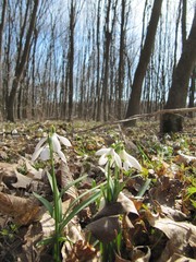 a lot of snowdrop